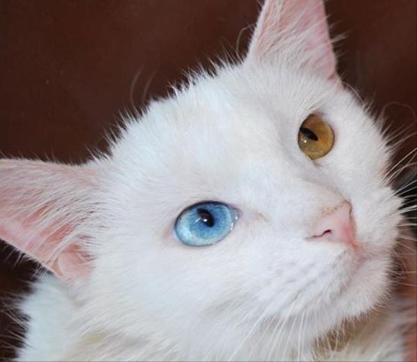 /Images/uploads/Humane Society of Utah/HSU2018/entries/3880thumb.jpg